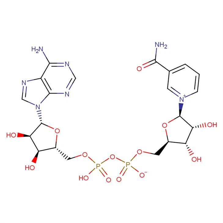 Nicotinamide Adenine Dinucleotide (NAD⁺) CAS#53-84-9
